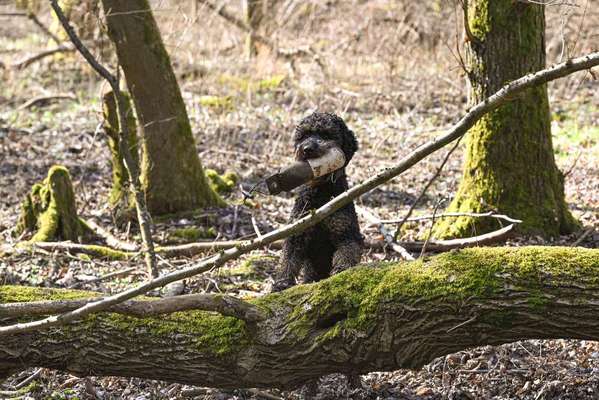 Das geht doch zu weit, oder?! 😱 HAIRLESS / HIPPO BULLYS-Beitrag-Bild