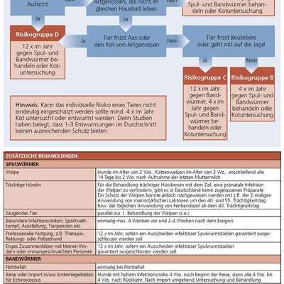 Welpenfutter - oft Durchfall-Beitrag-Bild
