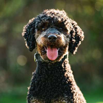 Nicht ganz alltägliche Hundenamen.
Wie kreativ wart ihr?-Beitrag-Bild