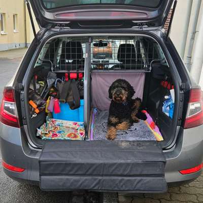 Welches Auto mit welchem Hund-Beitrag-Bild