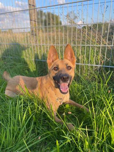 Hundetreffen-Social walk-Bild