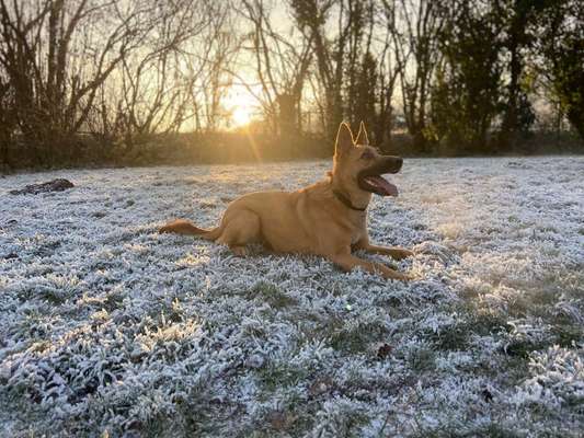 Deutsche Schäferhunde, Belgische Schäferhunde.-Beitrag-Bild