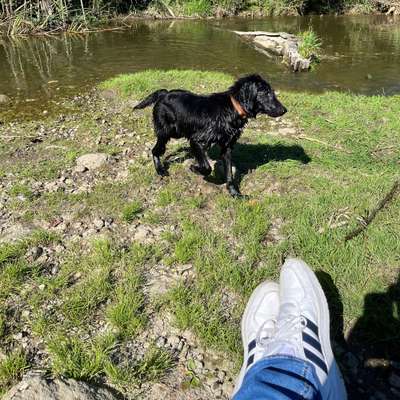 Hundetreffen-Hundetreffen Westerholtsche Wiese-Bild