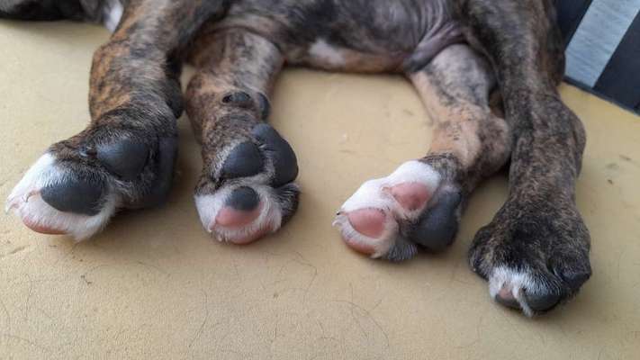 Dogorama Photo Challenge - Details Ganz nah-Beitrag-Bild