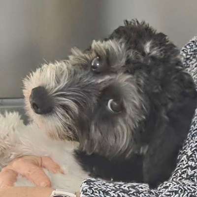 Hundetreffen-Spielfreunde in Pankow gesucht-Bild