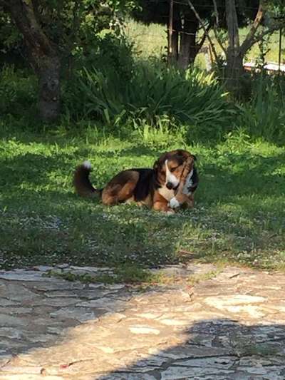 Mischlinge - die beste Rasse die es gibt-Beitrag-Bild