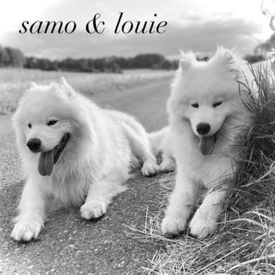 Hundetreffen-🐾 Fellnasen-Treffen 🐾 Wankheim-Bild