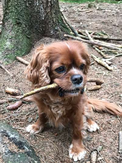 Unsere Fellnasen im Regenbogenland-Beitrag-Bild