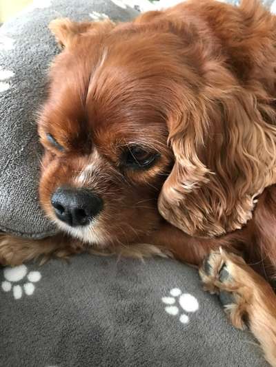 Fotochallenge Nr. 56 - geliebte Senioren-Beitrag-Bild