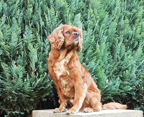 Unsere Fellnasen im Regenbogenland-Beitrag-Bild