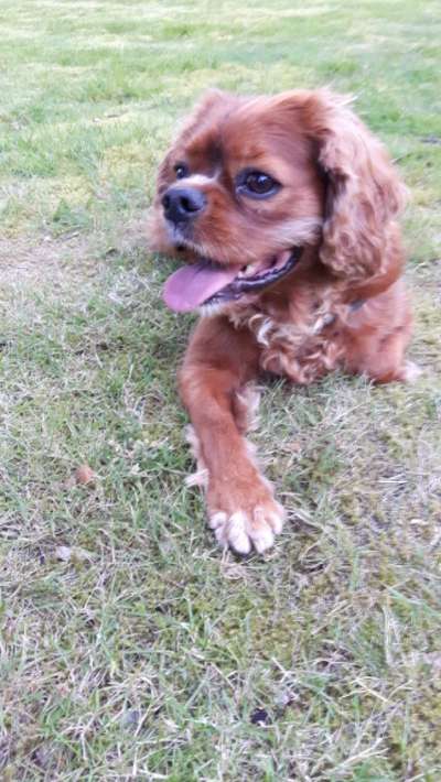 Fotochallenge Nr. 59 - Mein Hund zeigt die Zunge-Beitrag-Bild