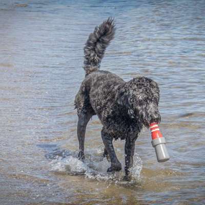 Hundetreffen-Toben, Laufen, springen und ganz viel Spielen-Bild