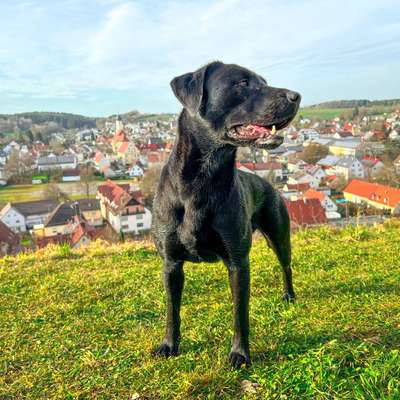 Hundetreffen-Spazieren gehen / Üben / etc-Bild