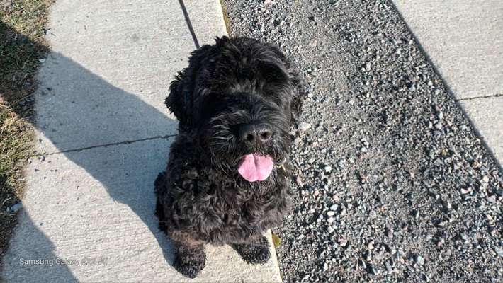 Russischer Terrier-Beitrag-Bild