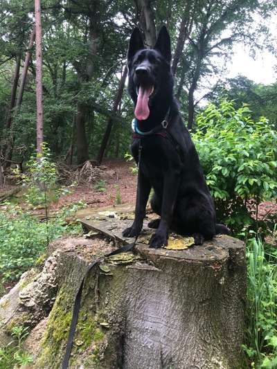 Die Dogorama Monats Challenge "Es grünt und blüht"-Beitrag-Bild