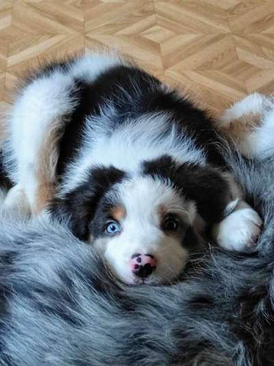 Welpen Bilder !-Beitrag-Bild