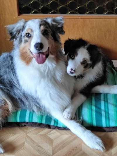 98.Fotochallange  - Hunde zeigen Zuneigung-Beitrag-Bild