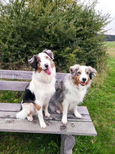 Dogorama Photo Challenge - Gassipause-Beitrag-Bild