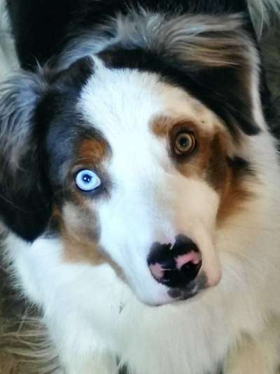 Außergewöhnliche Merkmale-Beitrag-Bild