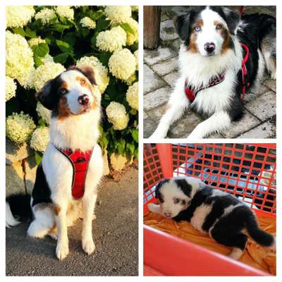 Welpenfotos-Beitrag-Bild