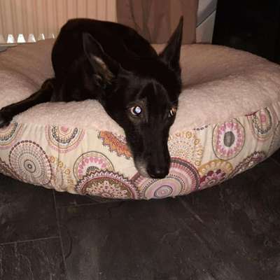 Windhunde - Treffen der besonderen Schönheiten
HERZLICH WILLKOMMEN-Beitrag-Bild