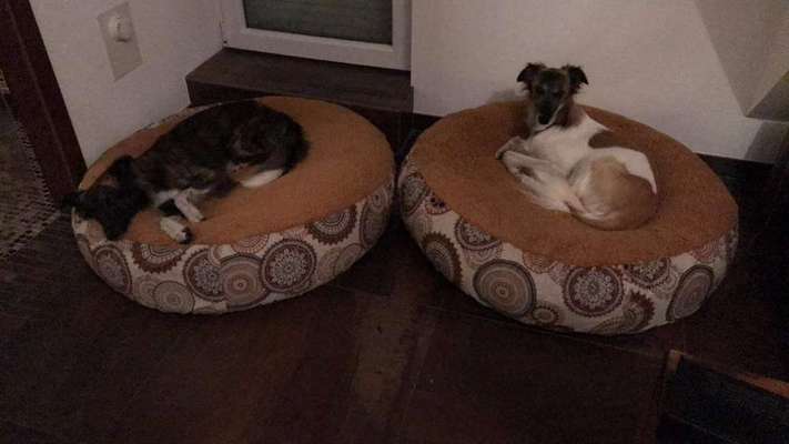 Windhunde - Treffen der besonderen Schönheiten
HERZLICH WILLKOMMEN-Beitrag-Bild