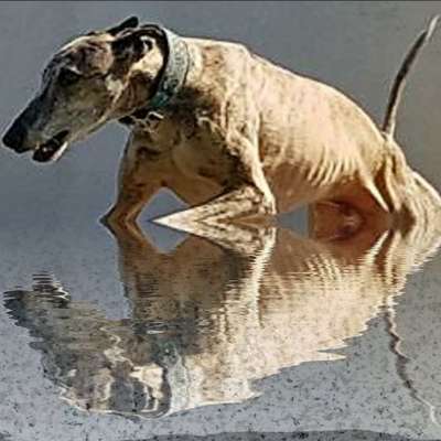 Windhunde - Treffen der besonderen Schönheiten
HERZLICH WILLKOMMEN-Beitrag-Bild