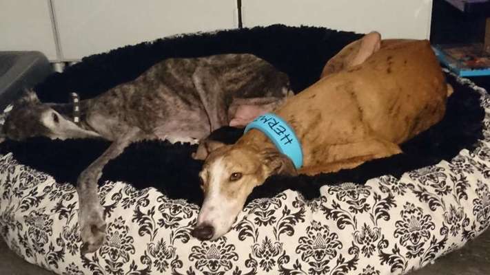 Windhunde - Treffen der besonderen Schönheiten
HERZLICH WILLKOMMEN-Beitrag-Bild