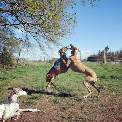 Whippet-Beitrag-Bild