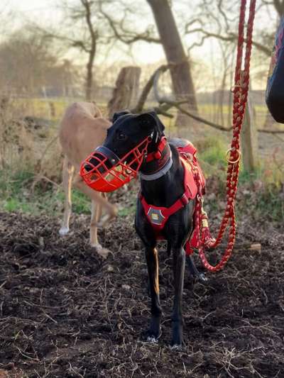 Windhunde - Treffen der besonderen Schönheiten
HERZLICH WILLKOMMEN-Beitrag-Bild