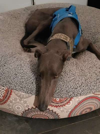 Windhunde - Treffen der besonderen Schönheiten
HERZLICH WILLKOMMEN-Beitrag-Bild