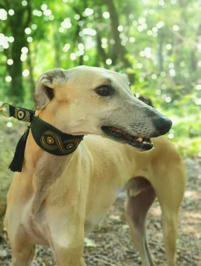 Windhunde - Treffen der besonderen Schönheiten
HERZLICH WILLKOMMEN-Beitrag-Bild