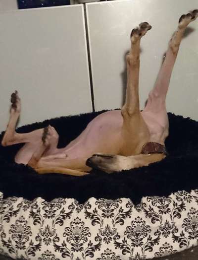 Windhunde - Treffen der besonderen Schönheiten
HERZLICH WILLKOMMEN-Beitrag-Bild