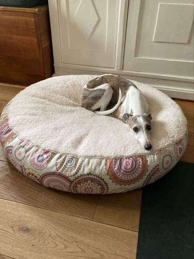 Windhunde - Treffen der besonderen Schönheiten
HERZLICH WILLKOMMEN-Beitrag-Bild