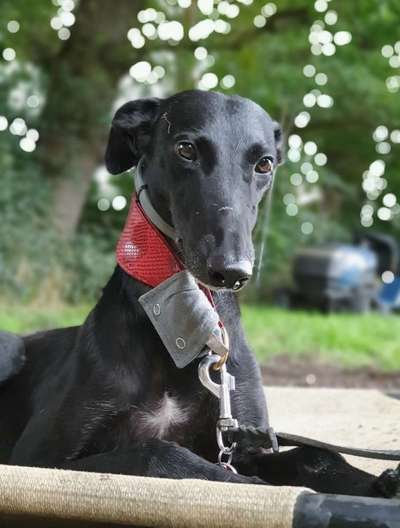 Windhunde - Treffen der besonderen Schönheiten
HERZLICH WILLKOMMEN-Beitrag-Bild