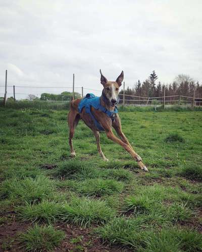Windhunde - Treffen der besonderen Schönheiten
HERZLICH WILLKOMMEN-Beitrag-Bild