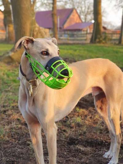 Windhunde - Treffen der besonderen Schönheiten
HERZLICH WILLKOMMEN-Beitrag-Bild