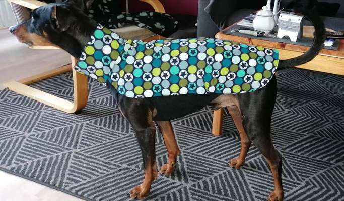 Windhunde und Winter - Pullover mit spezieller Passform?!-Beitrag-Bild