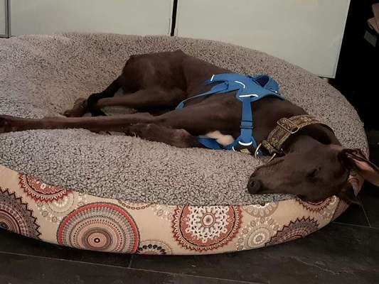 Windhunde - Treffen der besonderen Schönheiten
HERZLICH WILLKOMMEN-Beitrag-Bild