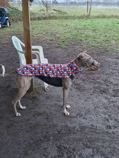Windhunde und Winter - Pullover mit spezieller Passform?!-Beitrag-Bild