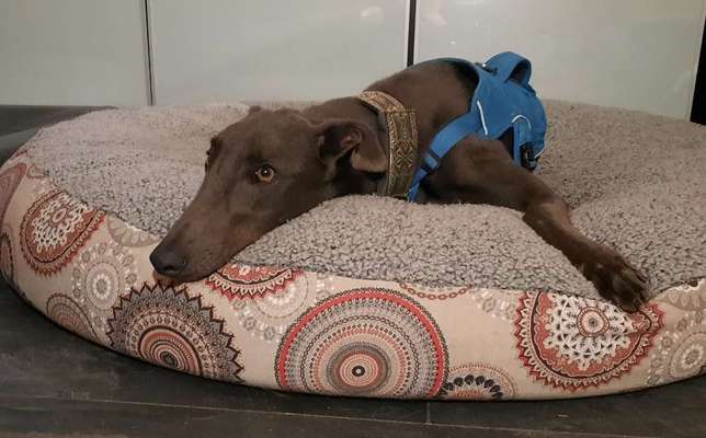 Windhunde - Treffen der besonderen Schönheiten
HERZLICH WILLKOMMEN-Beitrag-Bild