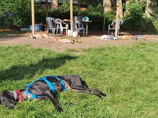 Windhunde - Treffen der besonderen Schönheiten
HERZLICH WILLKOMMEN-Beitrag-Bild