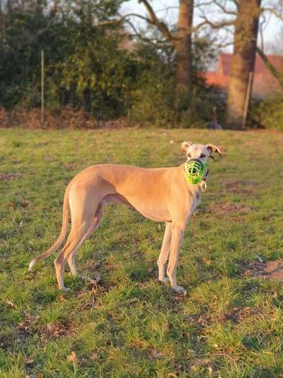 Windhunde - Treffen der besonderen Schönheiten
HERZLICH WILLKOMMEN-Beitrag-Bild