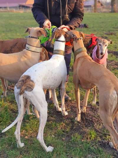 Windhunde - Treffen der besonderen Schönheiten
HERZLICH WILLKOMMEN-Beitrag-Bild