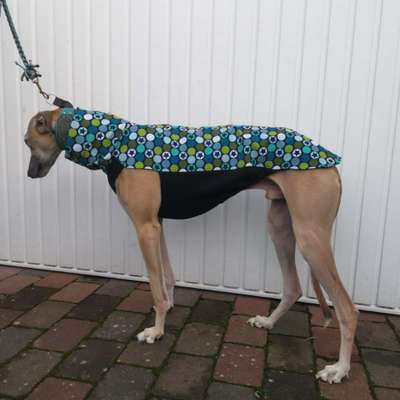 Windhunde und Winter - Pullover mit spezieller Passform?!-Beitrag-Bild