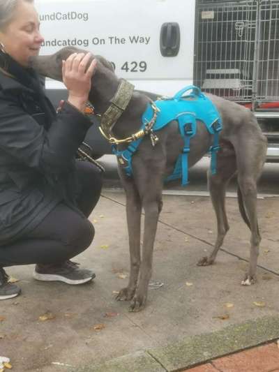 Windhunde - Treffen der besonderen Schönheiten
HERZLICH WILLKOMMEN-Beitrag-Bild