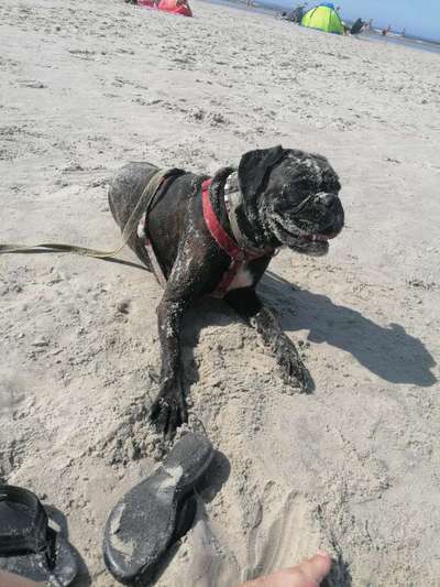 Deutsche Boxer-Beitrag-Bild