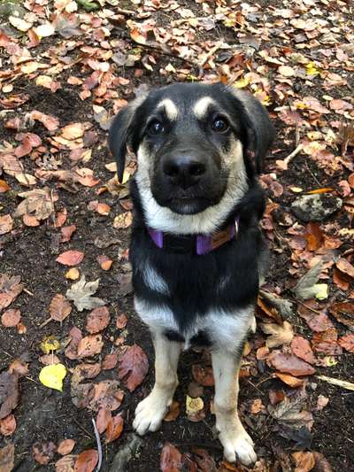 Hundetreffen-Hundebegnungen-Bild