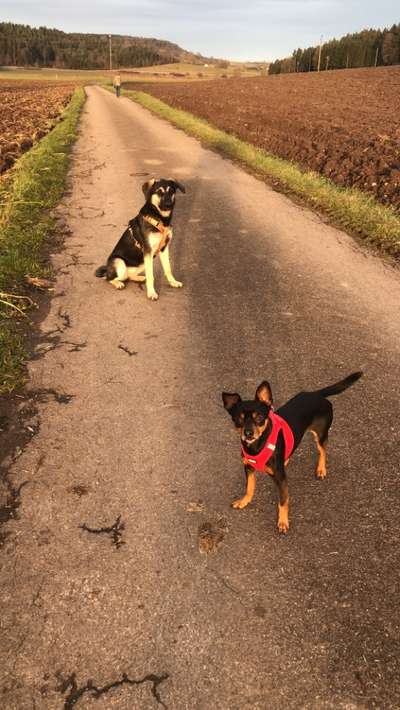 Hundetreffen-Oberndorf geht Gassi - WhatsApp-Gruppe-Bild