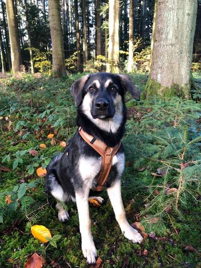 Kangal Fans ! ! ! !-Beitrag-Bild
